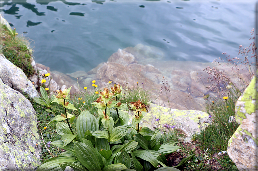 foto Lago Gelato